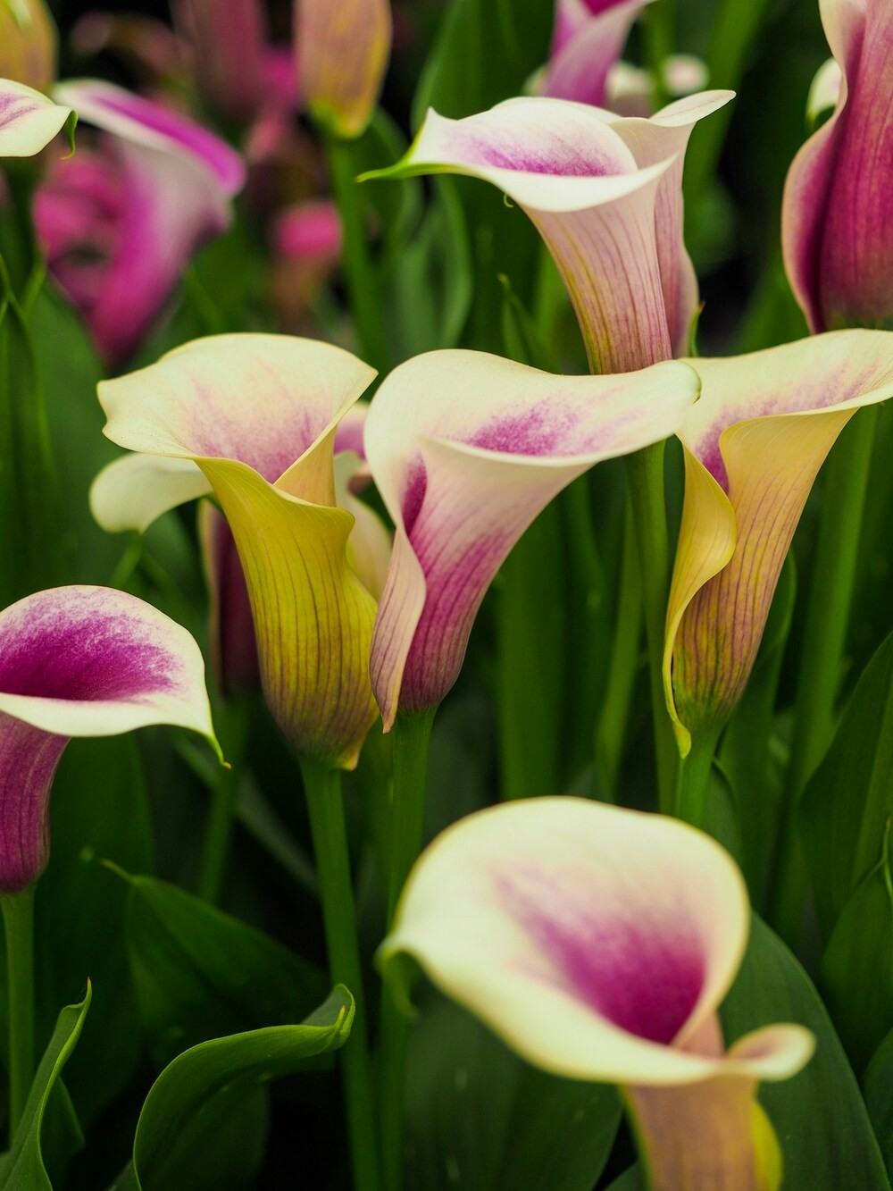 The Ultimate Guide to Luggage Storage for the Chelsea Flower Show